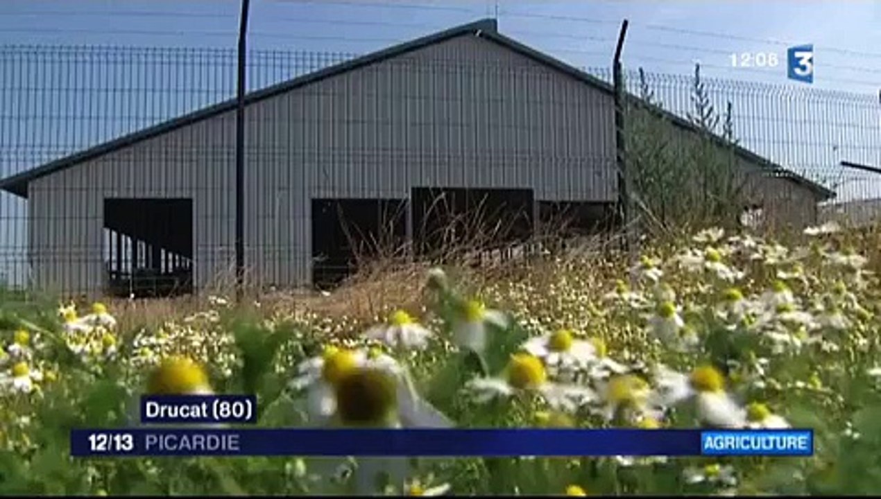 20150703-F3Pic-12-13-Drucat-Mille Vaches : un arrêté de la préfecture pour se mettre en conformité