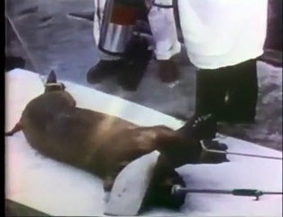 Medical Experiments With Animals