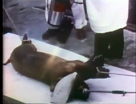 Medical Experiments With Animals