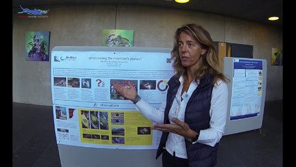 the Stellaris project, interview