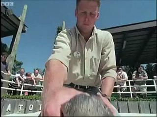 Kỳ dị cảnh động vật bị điểm huyệt phơi bụng