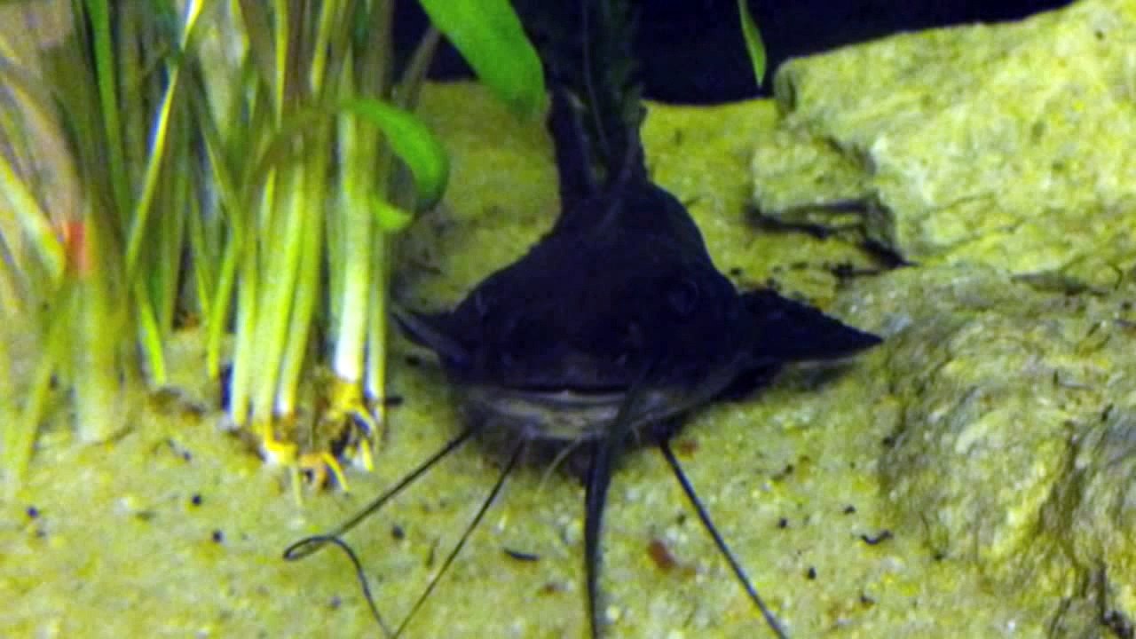 Achara/marbled catfish hand feeding