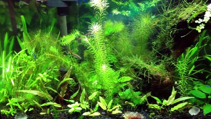 Planted Aquarium Question 3: Water Changes & Filtration (algae "solved")
