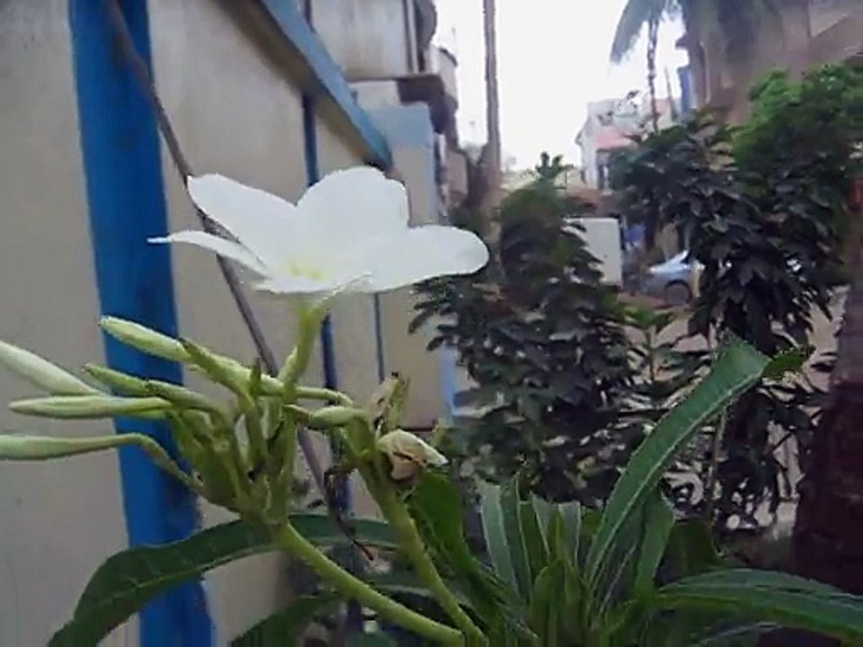 Beautiful white flower in my garden