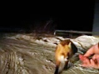 fox eating out of hand