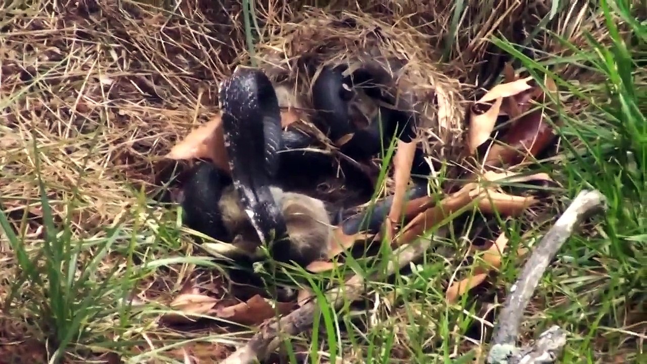 Rabbit, protects children from snake/Крольчиха, защищает детей от змеи
