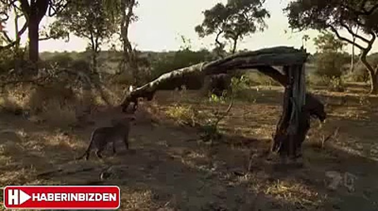 Hayvanlarda MERHAMET