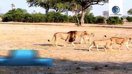 Esto dijo el dentista que mató al león Cecil