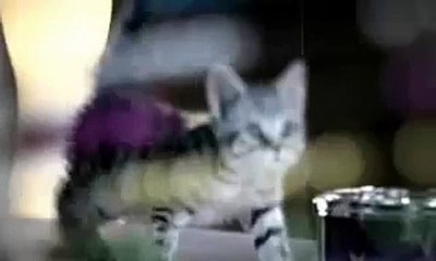 Reklama Whiskas Junior.