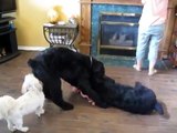 Black Russian Terrier ( funny)