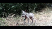 Une Histoire de Loups - Trailer - Almo Nature