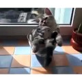 Vine Funny Cat / Вайн Смешной Кот