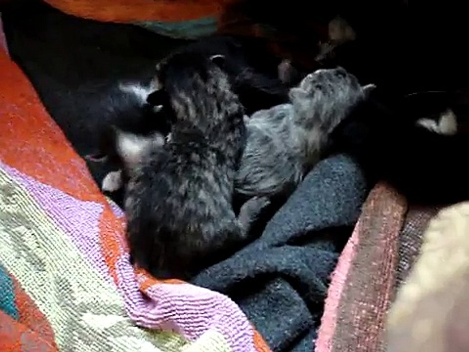 Jonge poesjes