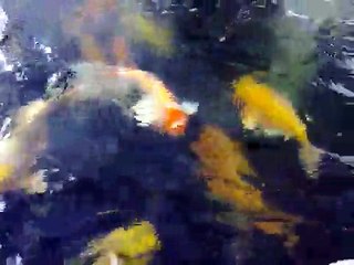 My Koi Pond