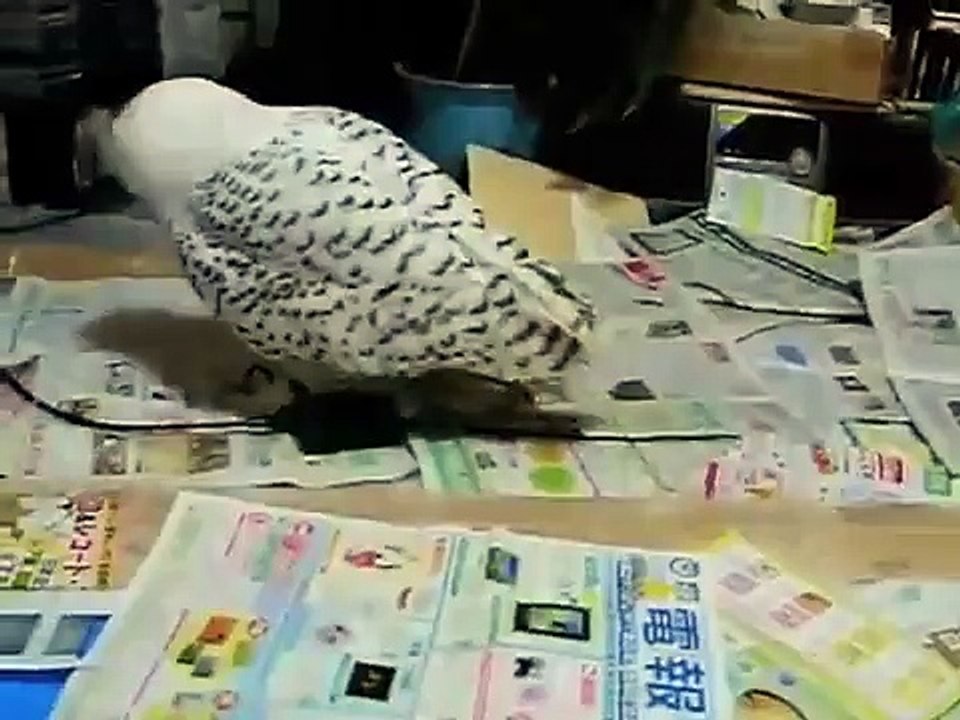 シロフクロウ -仁吉君の毛繕い