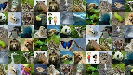 Charlie and Lola.S03E23.I Am Going to Save a Panda