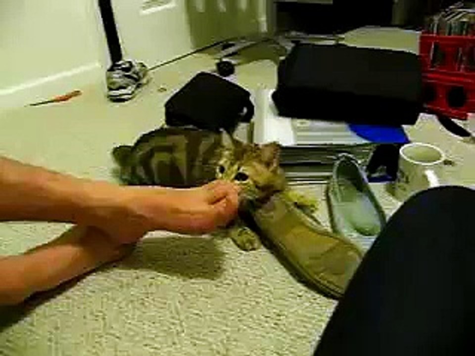 Cat Playing Fetch