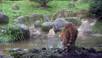 Amur Tigers Fishing Enrichment