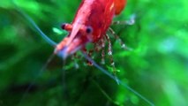 Red Cherry Shrimp Slow Motion