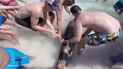 Très beau sauvetage d'un requin par des touristes !