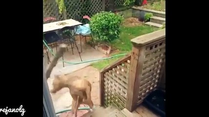 I Bet you don't stop Laugh even if you want Funny Pranks