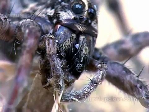Wolf spiders hunt butterflies (#1088, #1089)