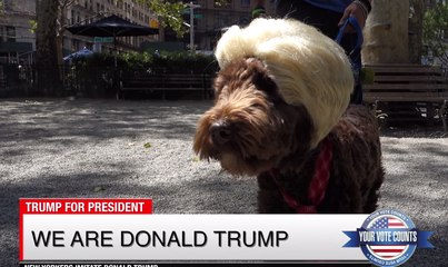 New Yorkers (Donald) Trump All Other Presidential Parodies