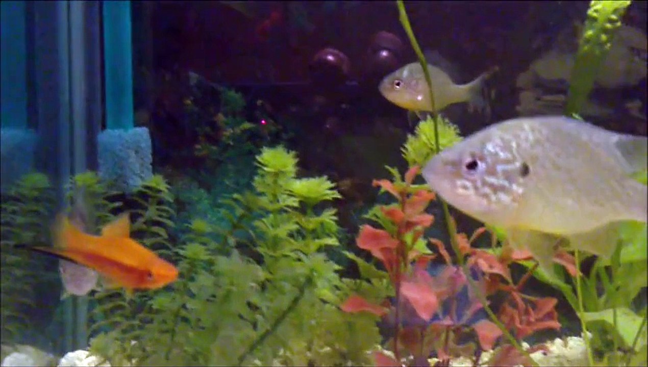 Bobanosov aquarium.wmv