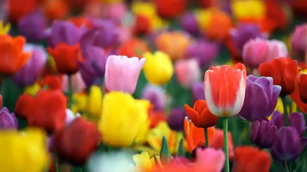 Xperia m2 video quality HD