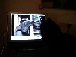 Re: Nora, The Piano-Playing Cat