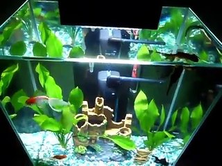 Microbe-Lift, NiteOut II, Fluval Edge