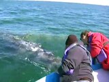 Friendly Gray Whales of Baja Mexico