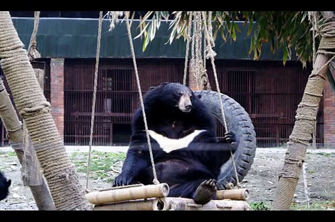 Animals Asia -farewell Mafi