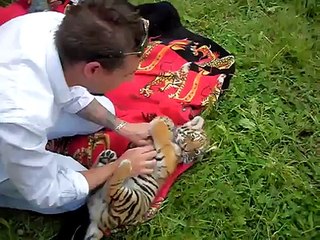 BABY TIGER CUTE FIGHT