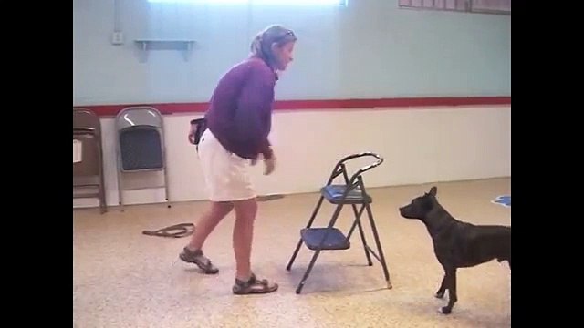 Villa La PAWS - Free Shaping Dog Training
