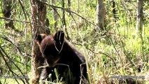 Lily the Black Bear, Hope and Faith - May 26, 2011 - Faith Goes Wild!