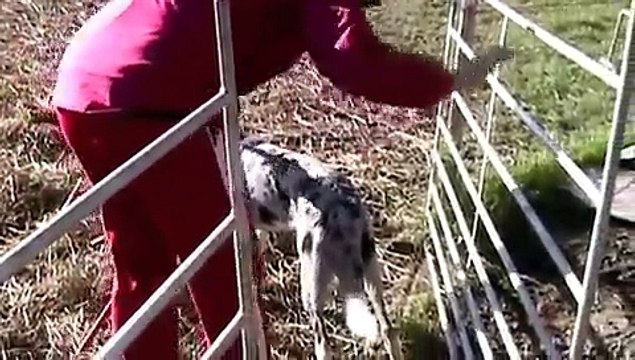 Border Collie Idaho Herding Age 9 Months