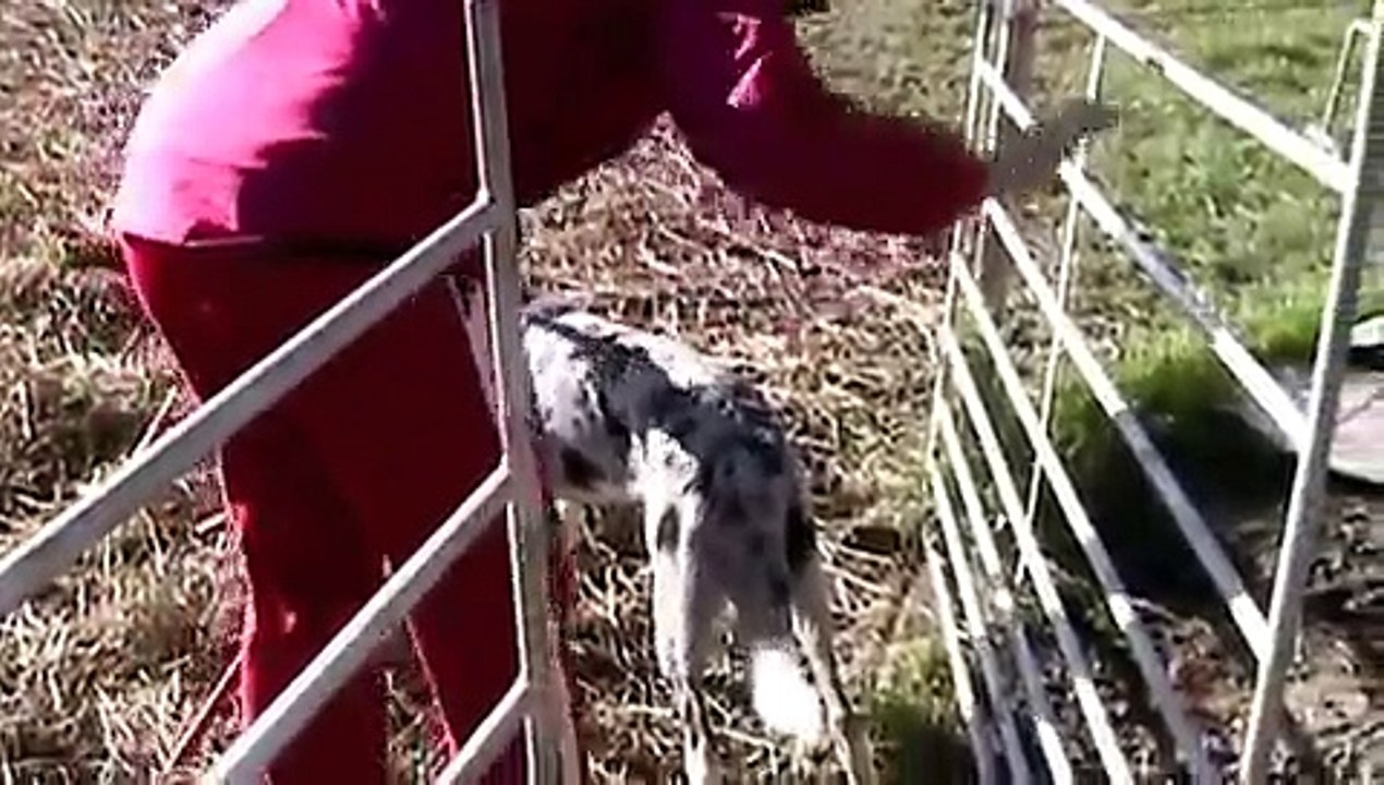 Border Collie Idaho Herding Age 9 Months