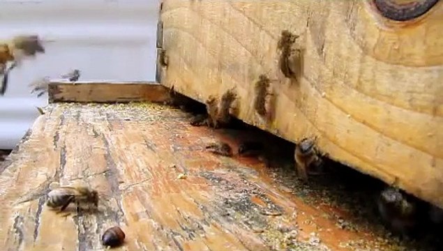 mudsongs.org: Slow Motion Honey Bees (Camera Test)