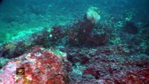 Imágenes submarinas del buque de guerra del siglo XVII-XVII hallado en la costa norte de Menorca