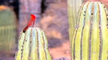 El Pinacate y Gran Desierto de Altar