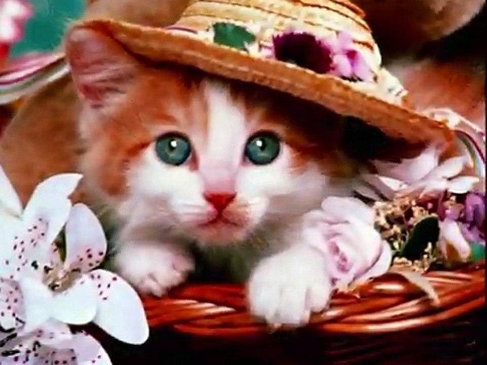 PUPURRI DE ANIMALES