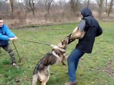 Berger allemand travail ring