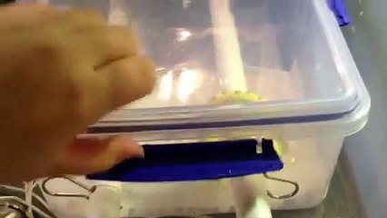 Verdi the Green Tree Python