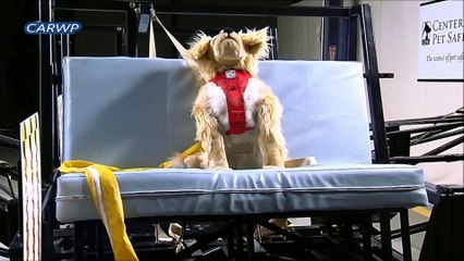 CRASH TEST DE CÃES Subaru 2015 @ 60 FPS