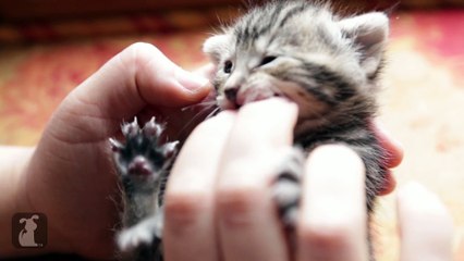 Precious Baby Kitten Nimbles on Fingers