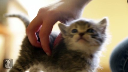 Tiny Kitten Has Tiny Meows