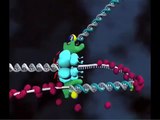 DNA replication --Signalling model for loop release