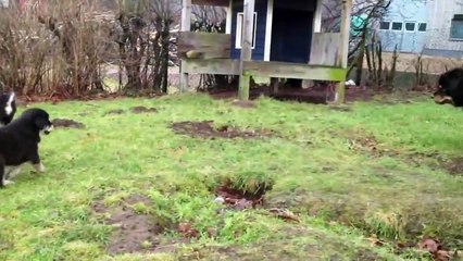 Our Tibetan mastiff puppies playing with Ami and father Bagro