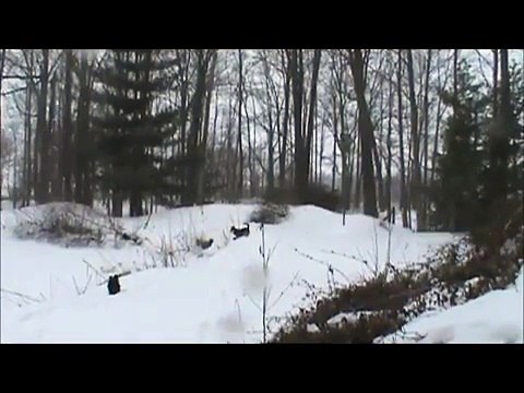 Bob the Blue Heeler (Tracking Squirrels in the Snow)